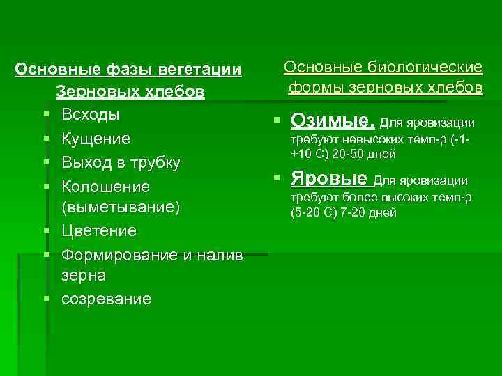 Основные фазы вегетации Зерновых хлебов § Всходы § Кущение § Выход в трубку §