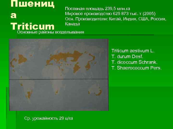 Пшениц Посевная площадь 239, 5 млн. га Мировое производство 629 873 тыс. т (2005)