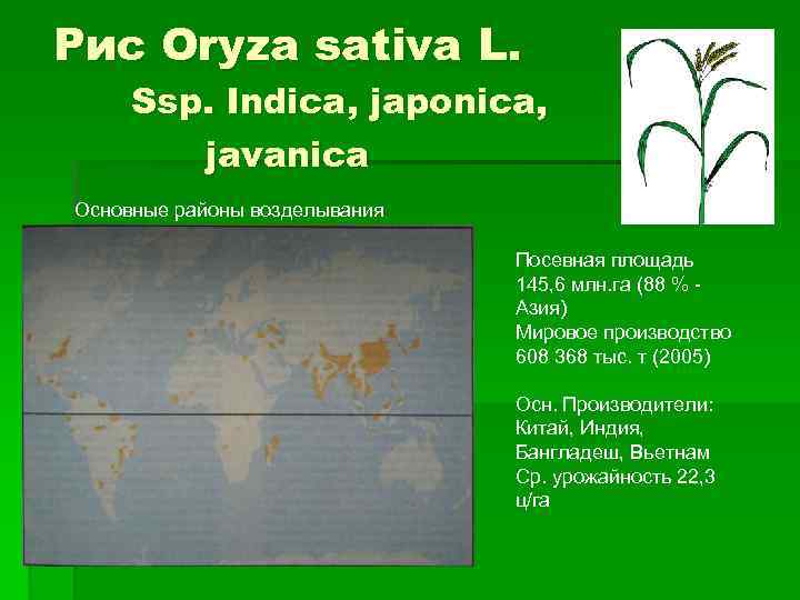 Рис Oryza sativa L. Ssp. Indica, japonica, javanica Основные районы возделывания Посевная площадь 145,