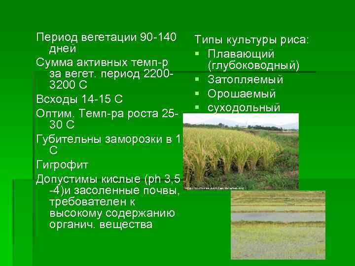 Период вегетации 90 -140 дней Сумма активных темп-р за вегет. период 22003200 С Всходы