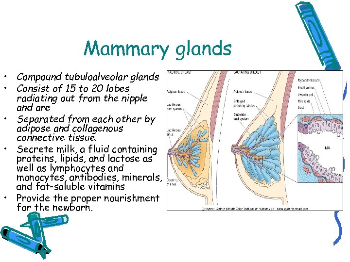 Mammary glands • Compound tubuloalveolar glands • Consist of 15 to 20 lobes radiating