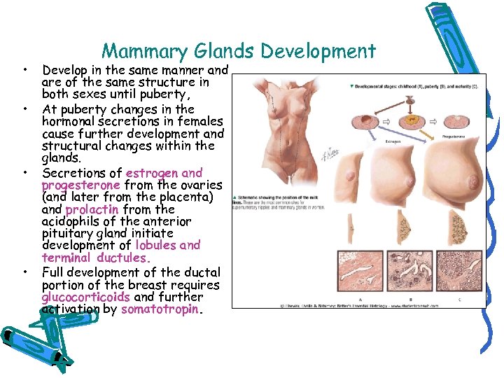  • • Mammary Glands Development Develop in the same manner and are of