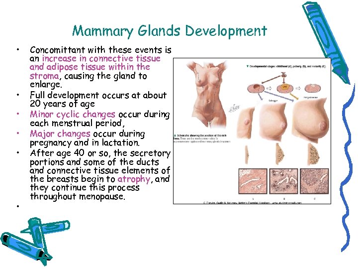 Mammary Glands Development • • • Concomittant with these events is an increase in