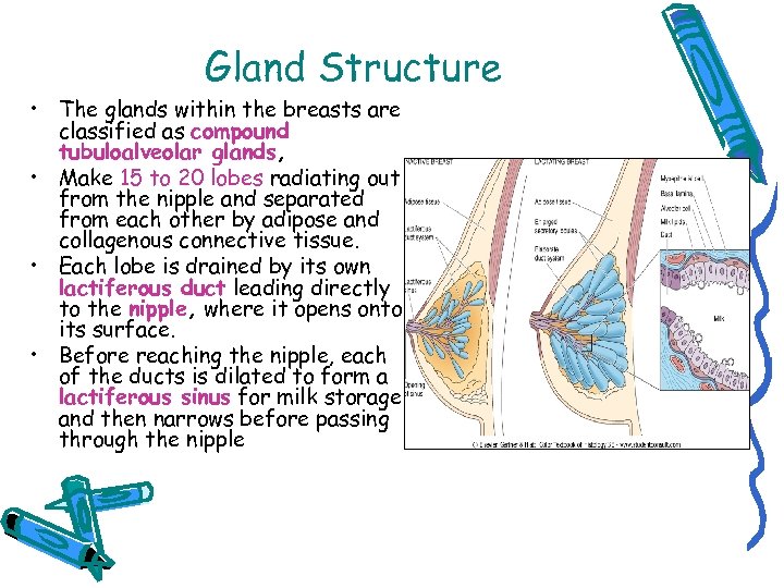 Gland Structure • The glands within the breasts are classified as compound tubuloalveolar glands,