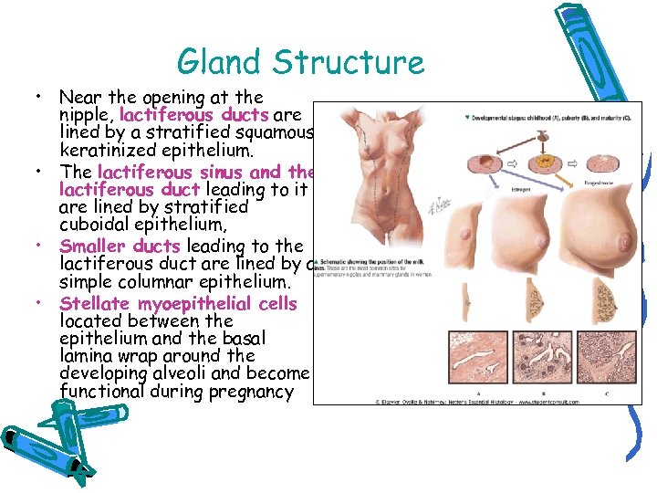 Gland Structure • Near the opening at the nipple, lactiferous ducts are lined by