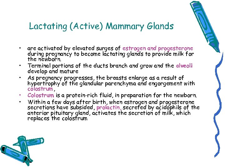 Lactating (Active) Mammary Glands • • • are activated by elevated surges of estrogen