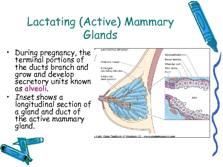 Lactating (Active) Mammary Glands • During pregnancy, the terminal portions of the ducts branch