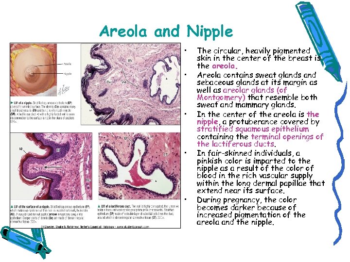 Areola and Nipple • • • The circular, heavily pigmented skin in the center