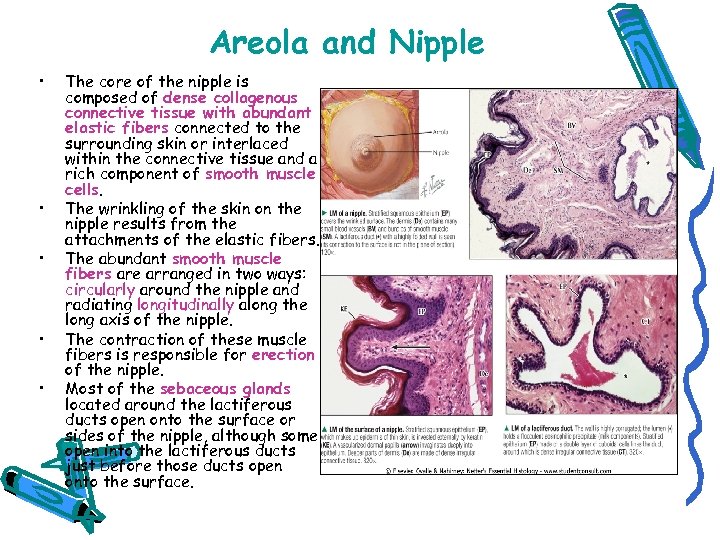 Areola and Nipple • • • The core of the nipple is composed of