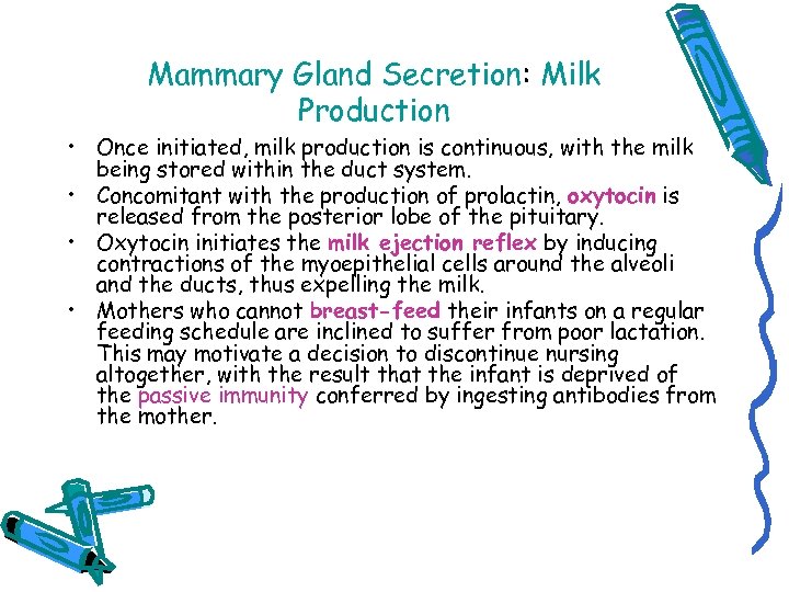 Mammary Gland Secretion: Milk Production • Once initiated, milk production is continuous, with the