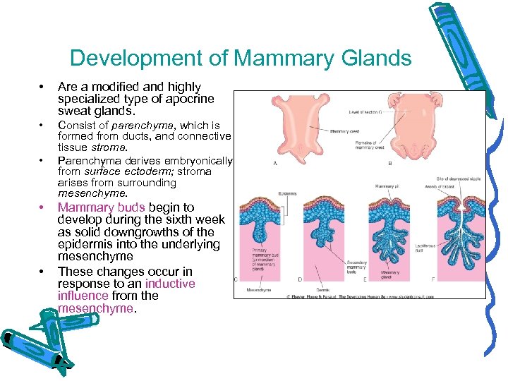 Development of Mammary Glands • Are a modified and highly specialized type of apocrine