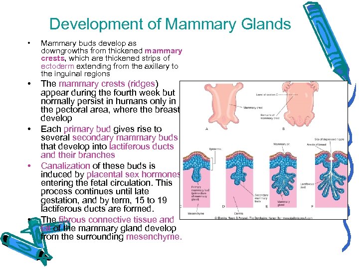 Development of Mammary Glands • Mammary buds develop as downgrowths from thickened mammary crests,