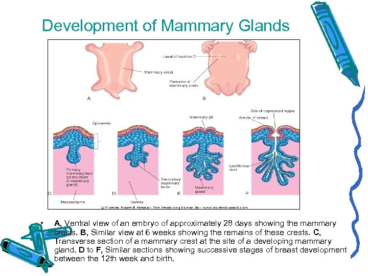 Development of Mammary Glands • A, Ventral view of an embryo of approximately 28