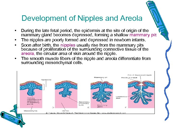 Development of Nipples and Areola • • During the late fetal period, the epidermis