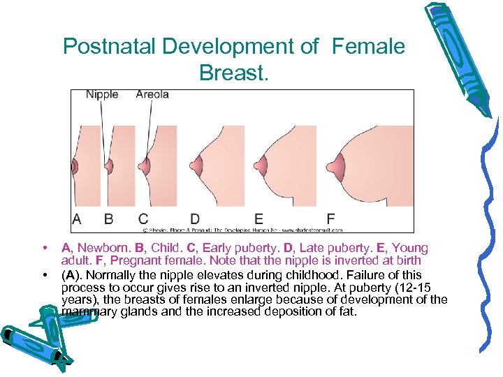 Postnatal Development of Female Breast. • • A, Newborn. B, Child. C, Early puberty.