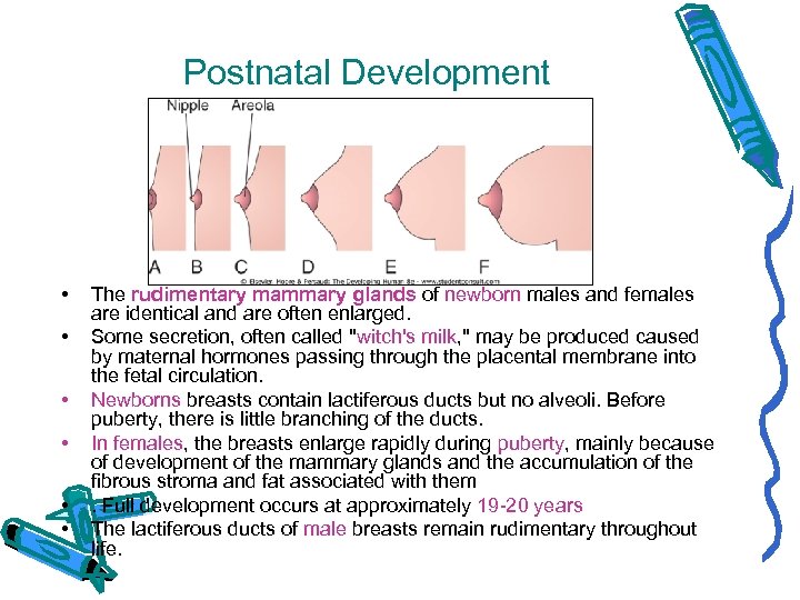 Postnatal Development • • • The rudimentary mammary glands of newborn males and females