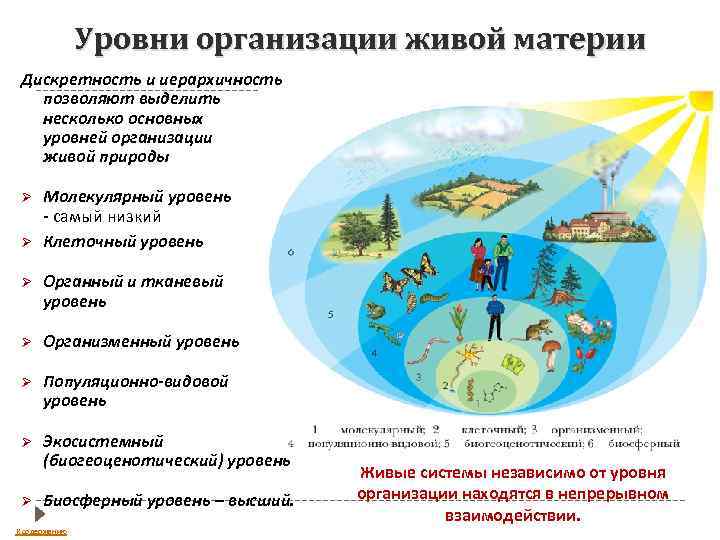 Уровни организации живой материи Дискретность и иерархичность позволяют выделить несколько основных уровней организации живой