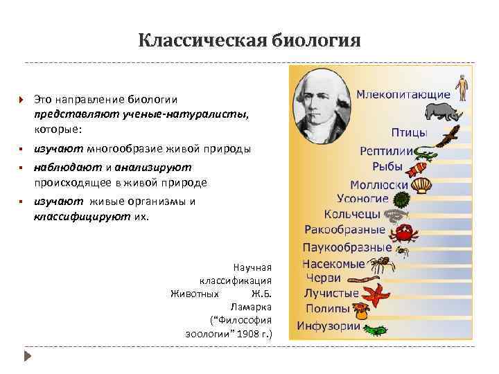 Классическая биология Это направление биологии представляют ученые-натуралисты, которые: § изучают многообразие живой природы §