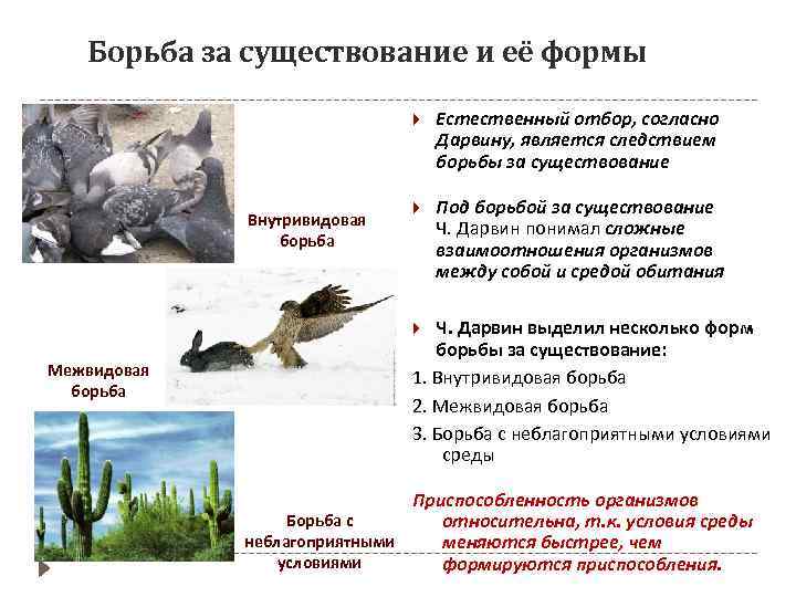 Борьба за существование и её формы Внутривидовая борьба Естественный отбор, согласно Дарвину, является следствием