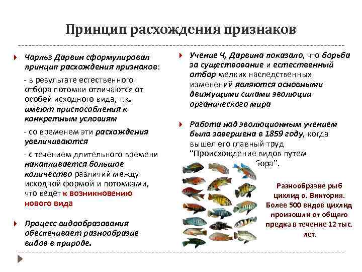 Принцип расхождения признаков Чарльз Дарвин сформулировал принцип расхождения признаков: - в результате естественного отбора