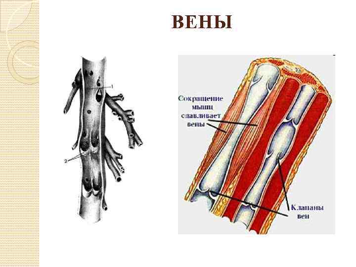 ВЕНЫ 