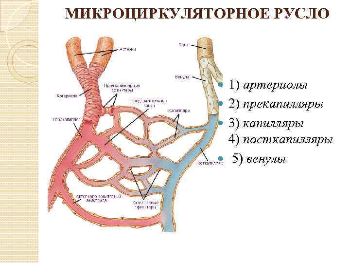 МИКРОЦИРКУЛЯТОРНОЕ РУСЛО 1) артериолы 2) прекапилляры 3) капилляры 4) посткапилляры 5) венулы 