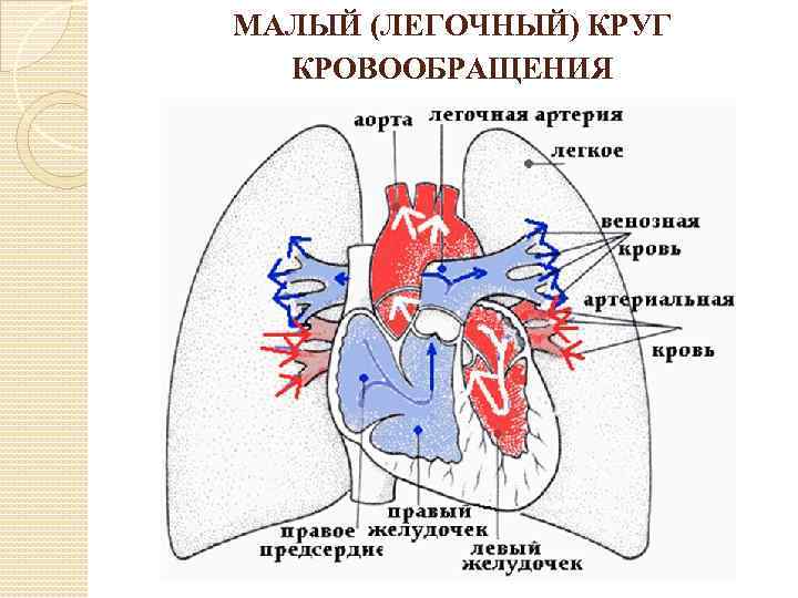 МАЛЫЙ (ЛЕГОЧНЫЙ) КРУГ КРОВООБРАЩЕНИЯ 