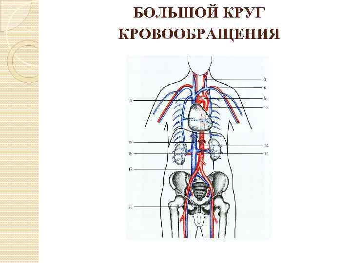 Анатомия ангиология в схемах