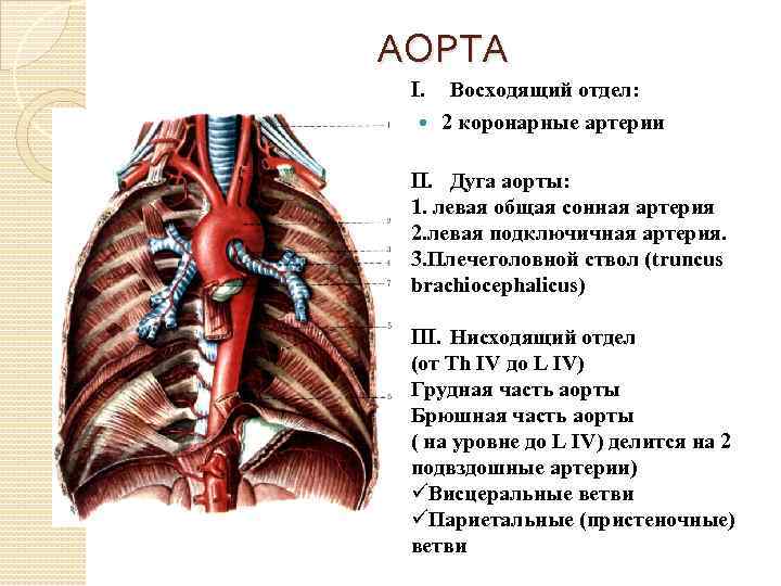 АОРТА I. Восходящий отдел: 2 коронарные артерии II. Дуга аорты: 1. левая общая сонная