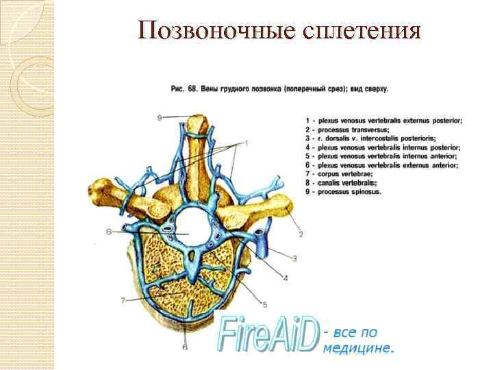 Позвоночные сплетения 