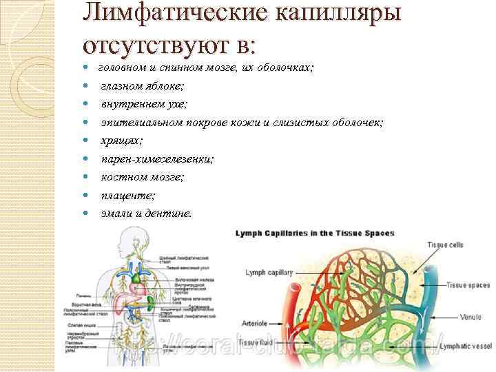 Лимфатические капилляры отсутствуют в: головном и спинном мозге, их оболочках; глазном яблоке; внутреннем ухе;