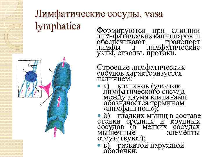 Лимфатические сосуды, vasa lymphatica Формируются при слиянии лим фатических апилляров и к обеспечивают транспорт