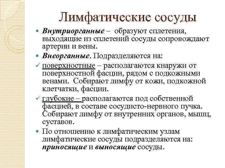 Лимфатические сосуды Внутриорганные – образуют сплетения, выходящие из сплетений сосуды сопровождают артерии и вены.