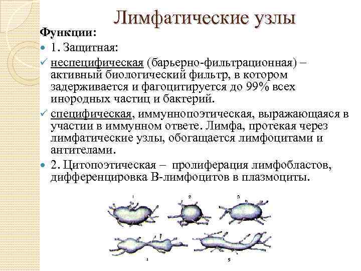 Лимфатические узлы Функции: 1. Защитная: неспецифическая (барьерно фильтрационная) – активный биологический фильтр, в котором