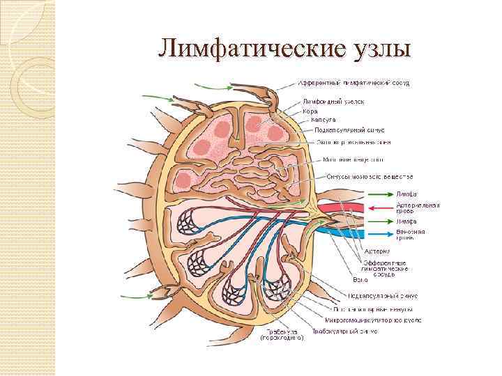 Лимфатические узлы 