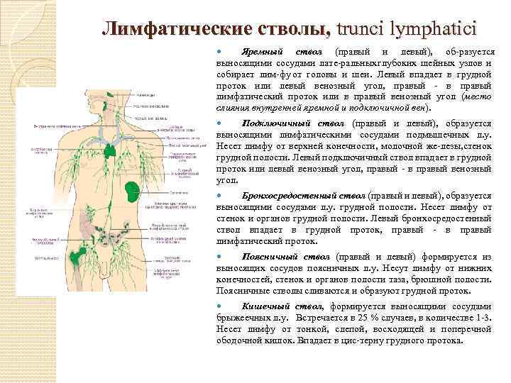 Лимфатические стволы, trunci lymphatici Яремный ствол (правый и левый), об разуется выносящими сосудами лате