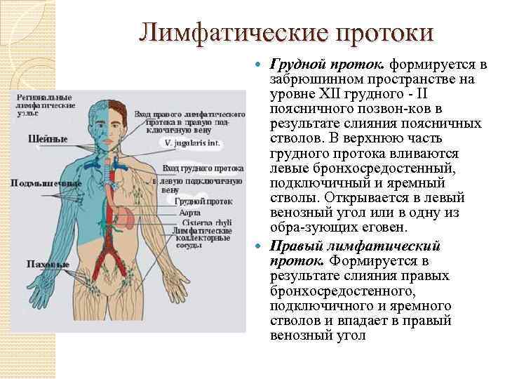 Лимфатические протоки Грудной проток. формируется в забрюшинном пространстве на уровне XII грудного II поясничного