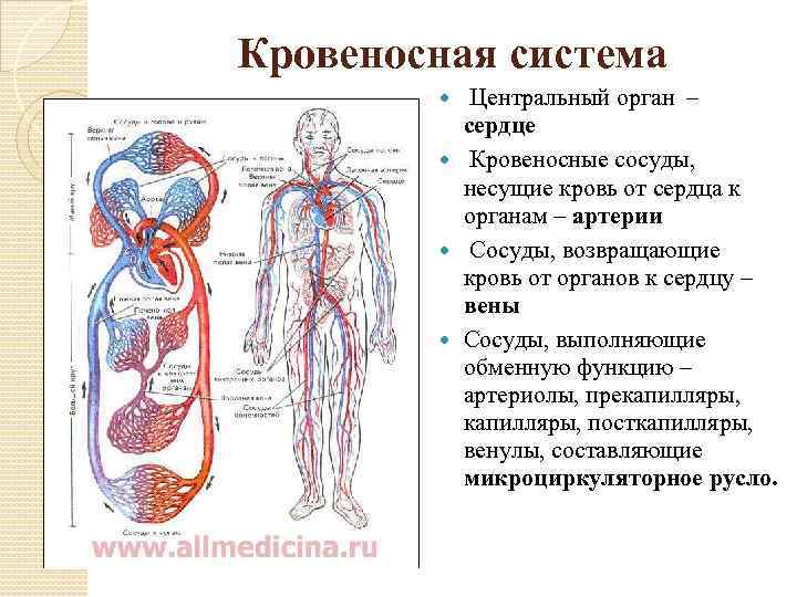 Кровеносная система Центральный орган – сердце Кровеносные сосуды, несущие кровь от сердца к органам