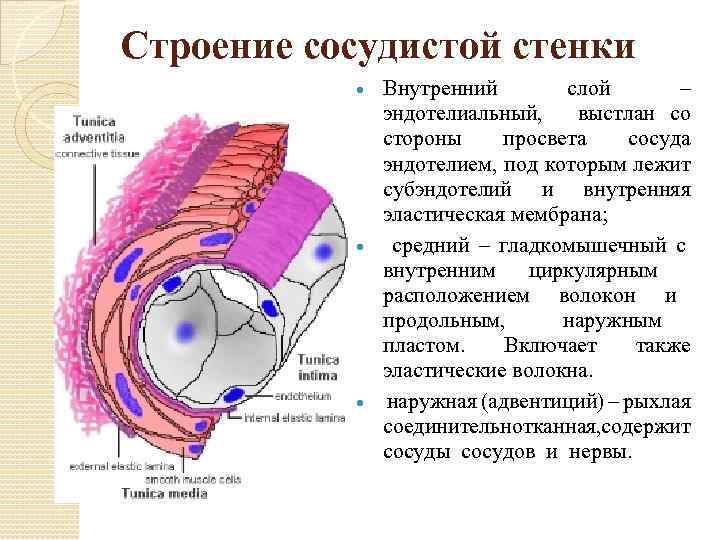 Строение сосудистой стенки Внутренний слой – эндотелиальный, выстлан со стороны просвета сосуда эндотелием, под