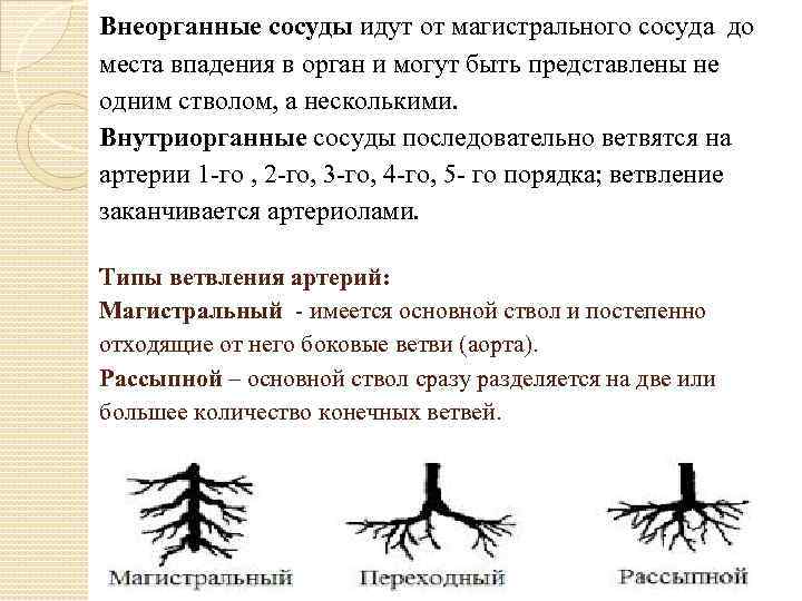 Внеорганные сосуды идут от магистрального сосуда до места впадения в орган и могут быть