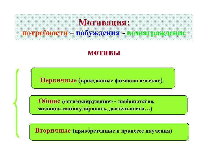 Мотивация: потребности – побуждения - вознаграждение мотивы Первичные (врожденные физиологические) Общие ( «стимулирующие» -
