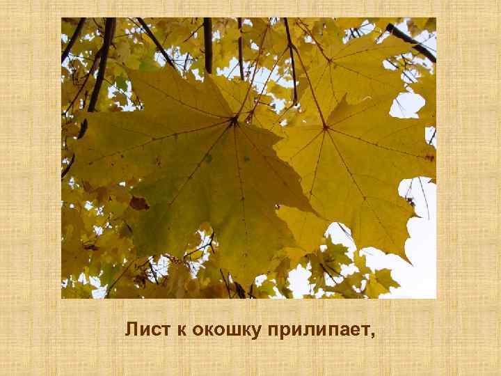 Листья желтые над городом текст. Лист с окошками. Листья желтые текст. Лист к окошку прилипает золотой. Слова листик желтый листик желтый.