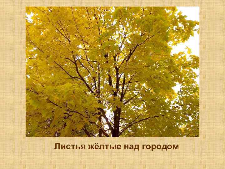 Желтые над городом кружатся текст. Листья жёлтые над городом слова. Листья желтые текст. Листья жёлтые над городом слушать. Слова листик желтый листик желтый.