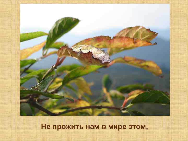 Не прожить нам в мире этом, 