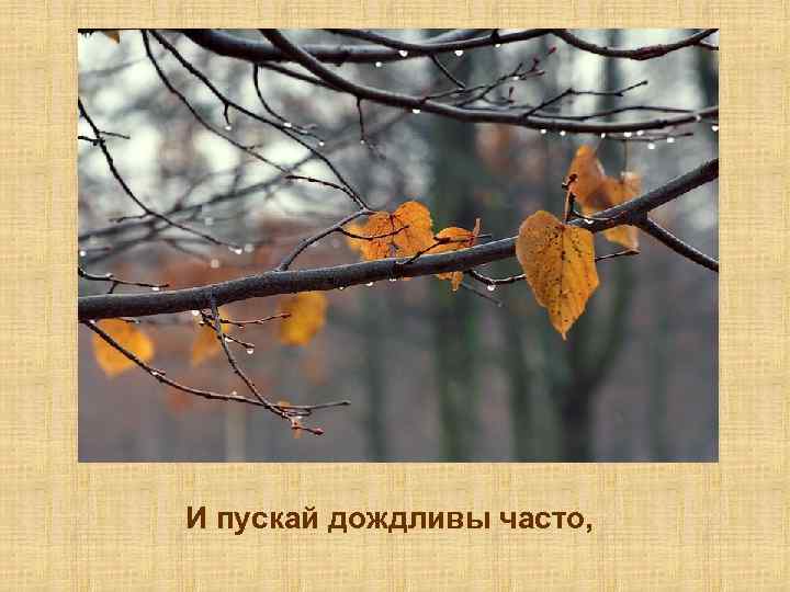 И пускай дождливы часто, 