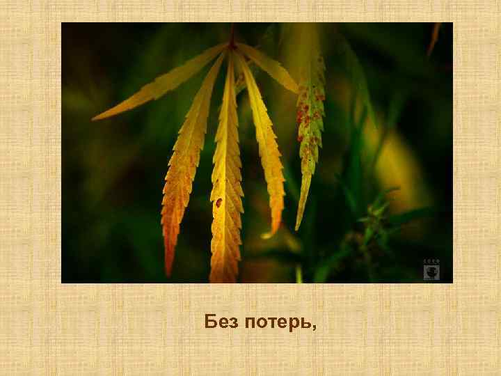 Без потерь, 