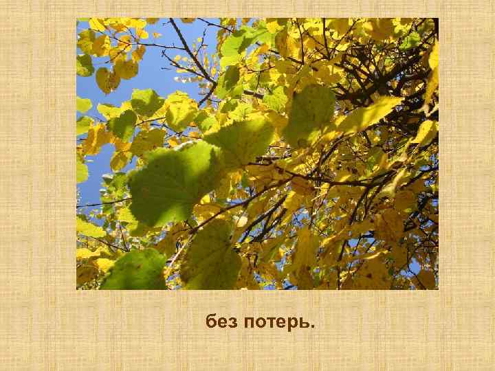 без потерь. 