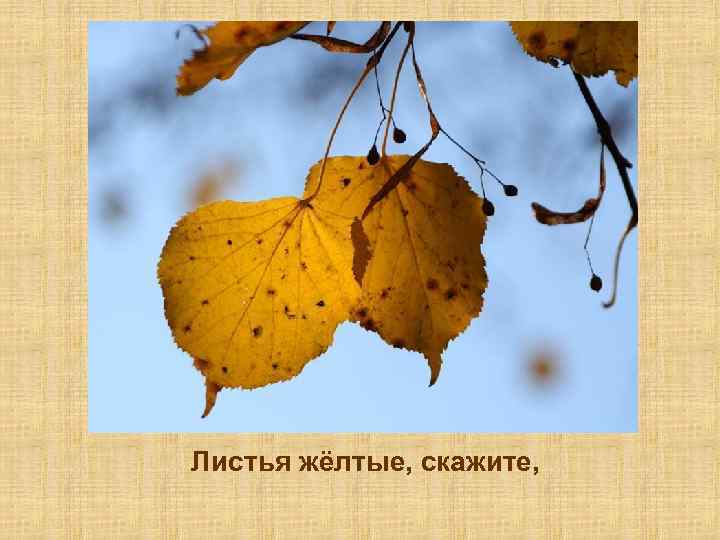 Листья жёлтые, скажите, 