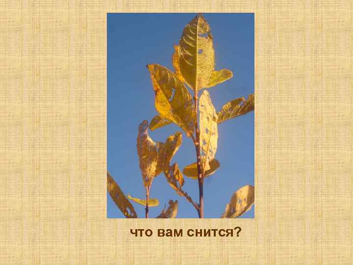 что вам снится? 