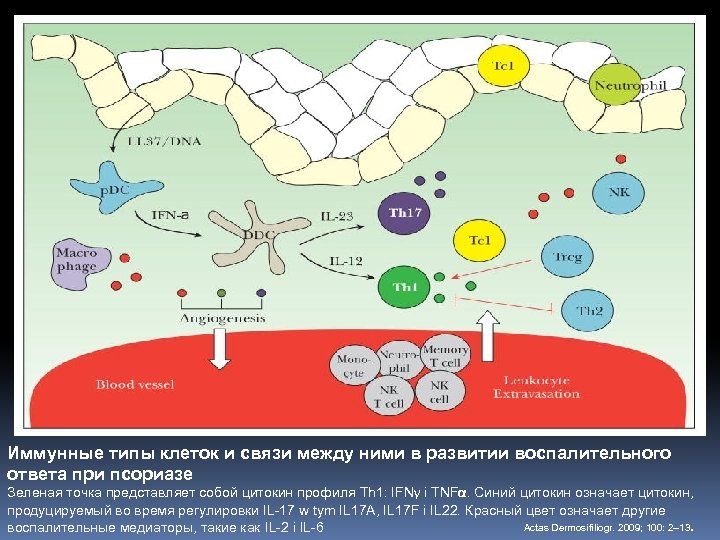 Иммунные типы клеток и связи между ними в развитии воспалительного ответа при псориазе Зеленая